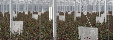 Research on roses at Porta Nova, customer of OCAP, Benelux
